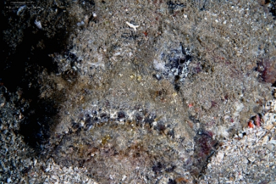 Philippines 2023 - Anilao - DSC07246 Estuarine stonefish Synanceia horrida